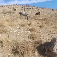 خر گله ای|حیوانات مزرعه|سپیدان, |دیوار