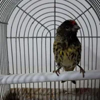 سهره گلبسر قناری سرسرخ