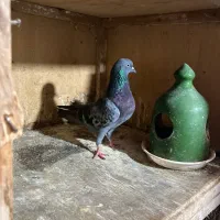 کفتر های پرشی و جوجه کشی|پرنده|رشت, آتشگاه|دیوار