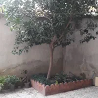 مغازه  فروش فوری|فروش مغازه و غرفه|آمل, |دیوار