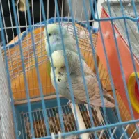 مرغ عشق انگلیسی