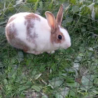 خرگوش نر|موش و خرگوش|درگهان, |دیوار