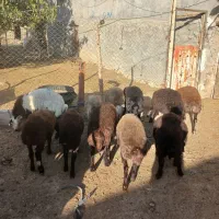 بره ماده