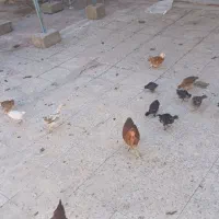 فروش جوجه|حیوانات مزرعه|مسجد سلیمان, |دیوار