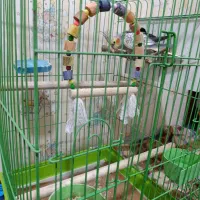 عروس هلندی ماده با قفس و وسایل داخلش