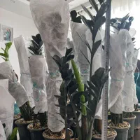 زاموفیلیا سوپر بلک