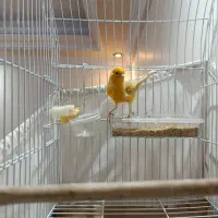 قناری نر اوپال قرص|پرنده|تهران, مینابی|دیوار