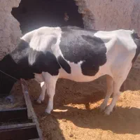 دو تا گاو نر و ماده|حیوانات مزرعه|مهرستان, |دیوار