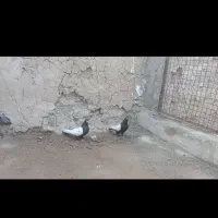 سینه سیاه