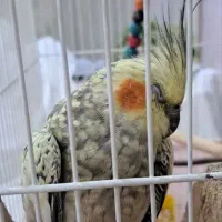 عروس هلندی گمشده