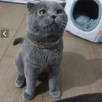 گربه اسکاتیش فولد بلو