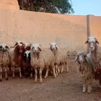 بره گوسفند بز