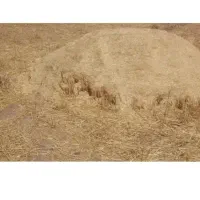 فروش ۲۵باک کاه گندم