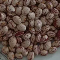 لوبیااصل یکدست خوشپخت دولاشان فقط ارسال