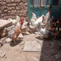 مرغ‌وخروس