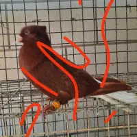 ماده سرخ دم سفید