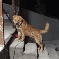 سگ سراب نگهبان
