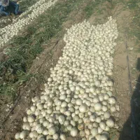 پیاز سفید جیرفت