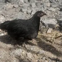 جوجه مرغ واکسن خورده کوچیک وبزرگ|حیوانات مزرعه|فریمان, |دیوار