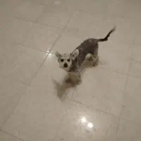 فروش سگ تریر شیتزو