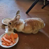 خرگوش نر ارام و اهلی|موش و خرگوش|سهند, |دیوار