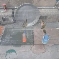 فروش قناری وسهره