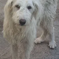 سگ قدرجونی ماده|سگ|شوشتر, |دیوار