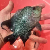 فلاور ایرانی تریکالر