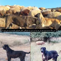 آگهی نگاه کنیید