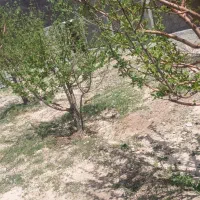 باغ-شهر-شهریار-روستای-در-اسکندر