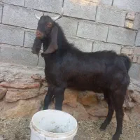 نر بز پاکستانی اصیل گوش بلند