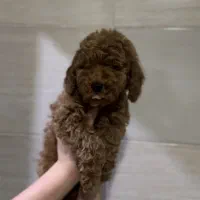 توی پودل نروماده رد|سگ|مشهد, الهیه|دیوار