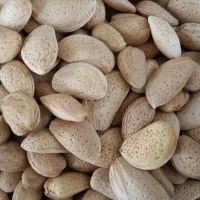 بادام امسال|خوردنی و آشامیدنی|شیراز, تندگویان|دیوار