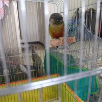 طوطی گرینچیک