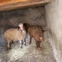 2عدد بره ماده سالم سرحال جفتی 20 ملیون|حیوانات مزرعه|مریوان, |دیوار