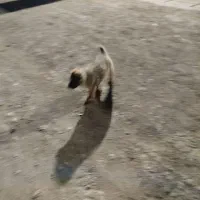 سلام 1 عدد توله سراب نر|سگ|ماهدشت, |دیوار