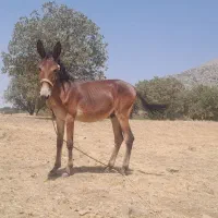 قاطر۱۴ ماهه نر قد بلند|حیوانات مزرعه|چگنی, |دیوار