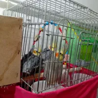 انتقال سرپرستی عروس هلندی ومرغ عشق مولد آماده تخم|پرنده|سلطانیه, |دیوار