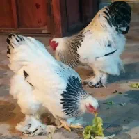 مرغ و خروس برهما لایت اورجینال غول پیکر