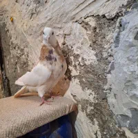 کبوتر طوقی گرفتنی