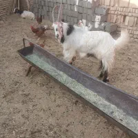 نربز فروشی|حیوانات مزرعه|پاکدشت, پاکدشت (مامازند)|دیوار