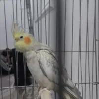 عروس هلندی با قفس و تجهیزات|پرنده|قدس, شهرقدس|دیوار