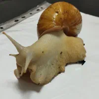 حلزون بالغ و تخم گذار|خزنده|پاکدشت, پاکدشت (مامازند)|دیوار