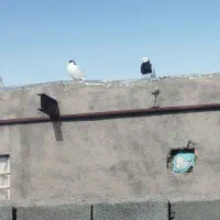 چهار عدد کبوتر|پرنده|میان جلگه, |دیوار