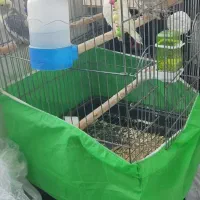 عروس هلندی یکی نر دوتا ماده با قفس وسه  تا فنچ