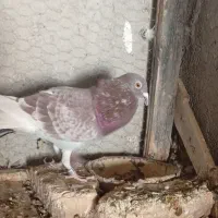 جوجه|حیوانات مزرعه|کرباسک, |دیوار