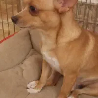 شیواوا ترلر|سگ|قم, شهرک امام حسین|دیوار