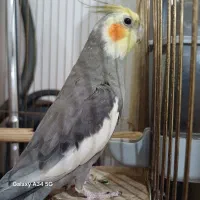 عروس هلندی نر تک