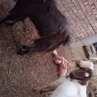 نری|حیوانات مزرعه|زرند, |دیوار