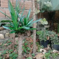 فروش گل یوکا|گل و گیاه طبیعی|گلوگاه, |دیوار